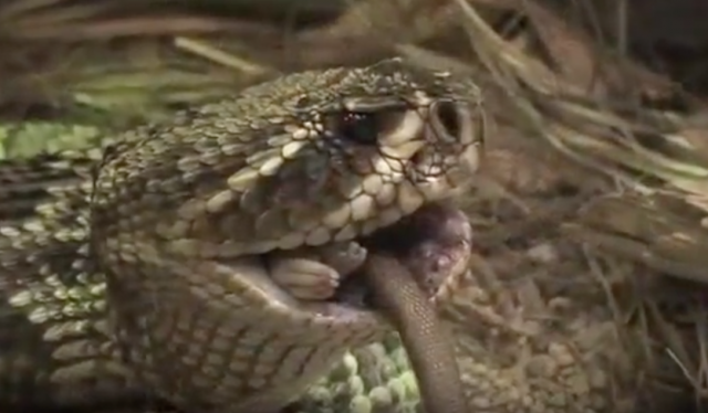 Image showcasing Eastern Diamondback Rattlesnake Feeding | Lesson Plan